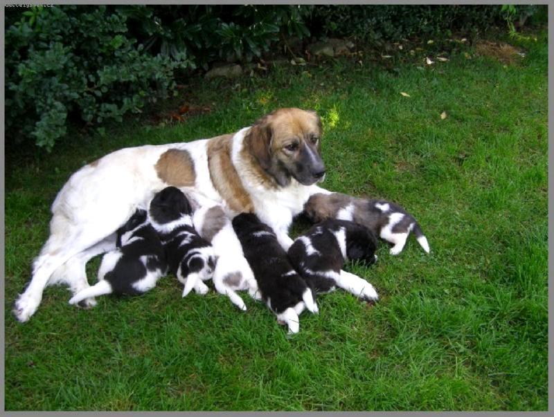 Fotky: �esk� horsk� pes (foto, obrazky)