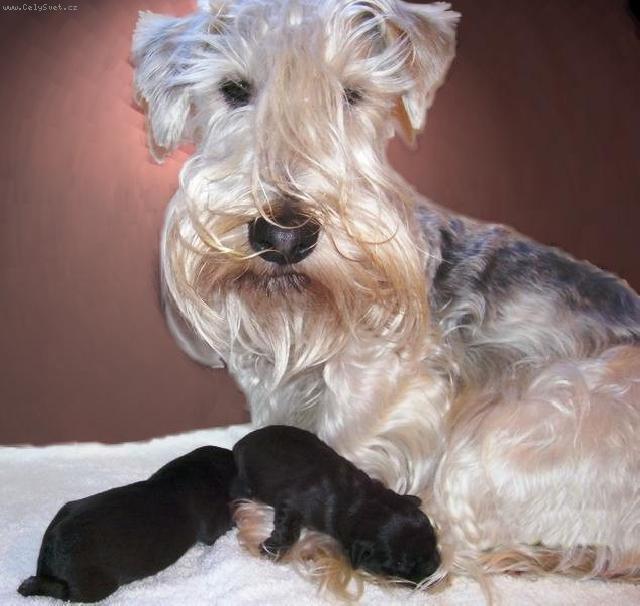 Foto: �esk� teri�r-Ag�ta z Am�l�ina Mostu. Majitelka: So�a Dol�nkov�, sona.dolenkova@seznam.cz