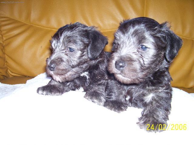 Foto: �esk� teri�r-Ag�ta z Am�l�ina Mostu. Majitelka: So�a Dol�nkov�, sona.dolenkova@seznam.cz