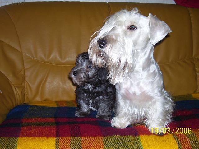 Foto: �esk� teri�r-Ag�ta z Am�l�ina Mostu. Majitelka: So�a Dol�nkov�