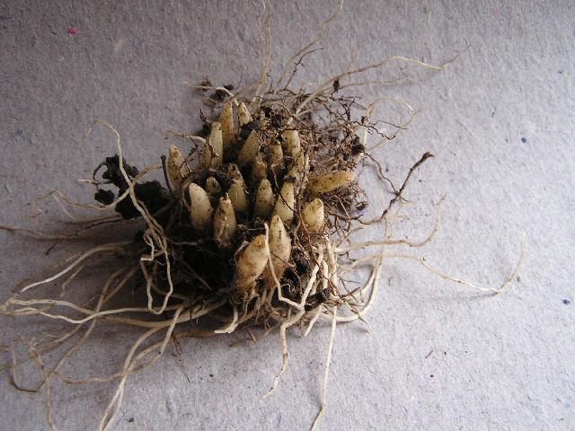 Fotky: �esnek Medv�d� (foto, obrazky)