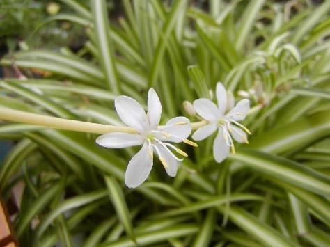 Foto: Chlorofytum, Zelenec