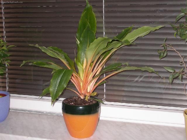 Foto: Chlorofytum, Zelenec-I takov�to zbarven� je celkem zaj�mav�. Chlorophytum Green-Orange