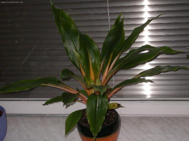 Foto: Chlorofytum, Zelenec-I takov�to zbarven� je celkem zaj�mav�. Chlorophytum Green-Orange