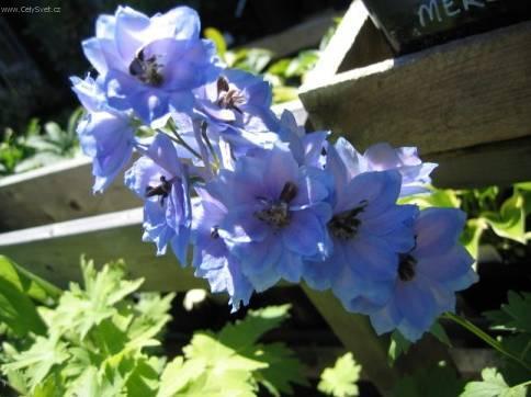 Foto: Chryzantema, listopadka