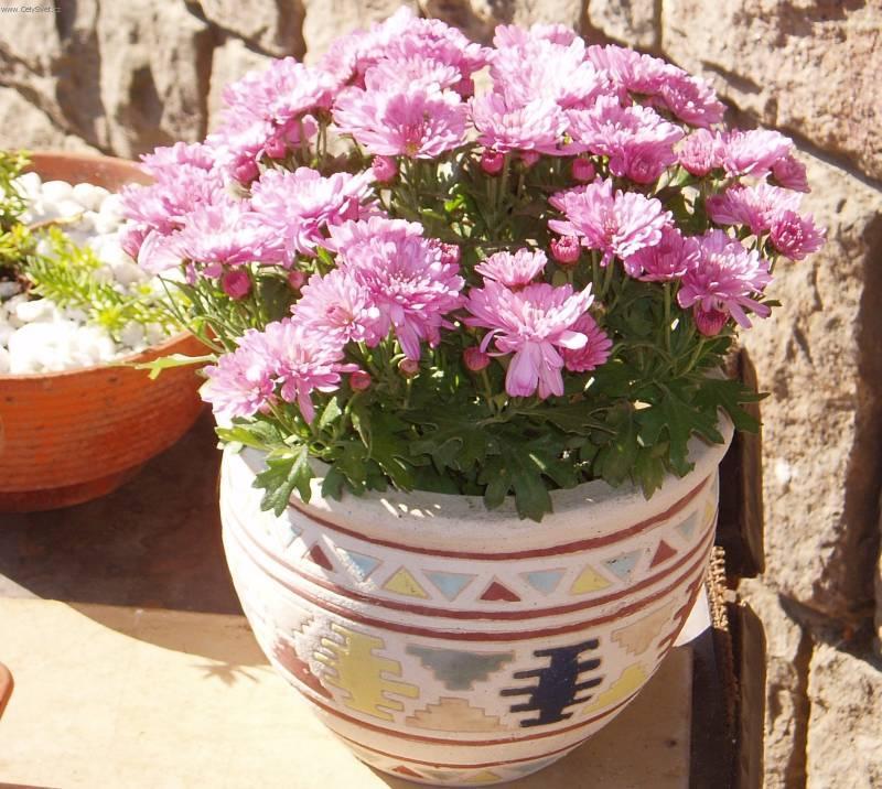 Foto: Chryzantema, listopadka-I takov� barvy. Pestitelka: Mayda