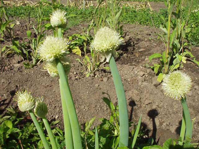 Foto: Cibule zimn� - se�ka