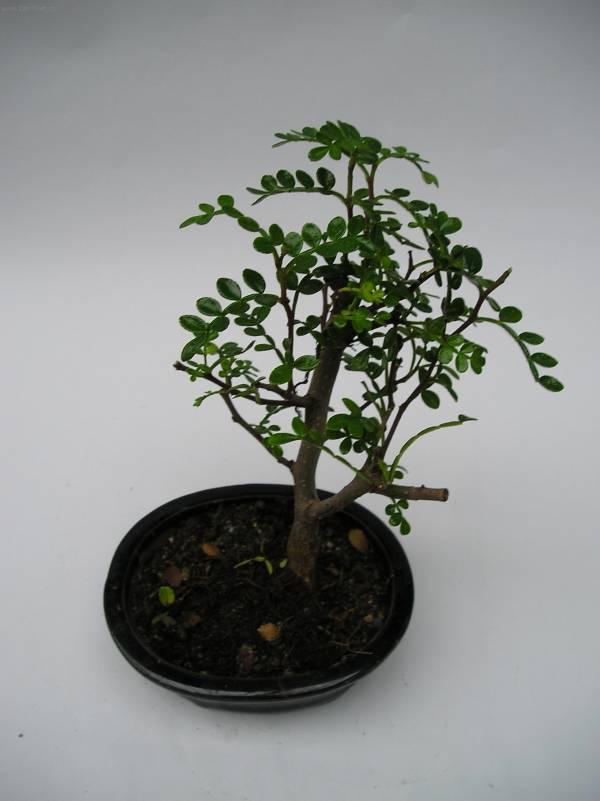 Foto: ��nsk� pep�-Z vlastn� sb�rky