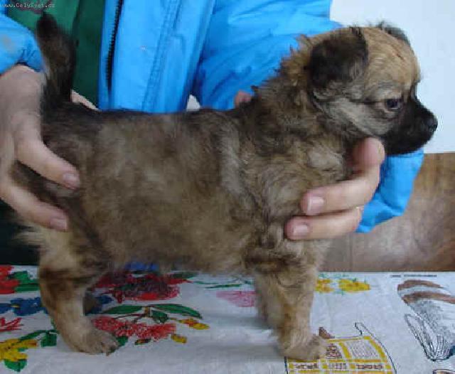 Foto: �ivava-NA�E �IVAVSK� TRIO / KOL�TKOV�