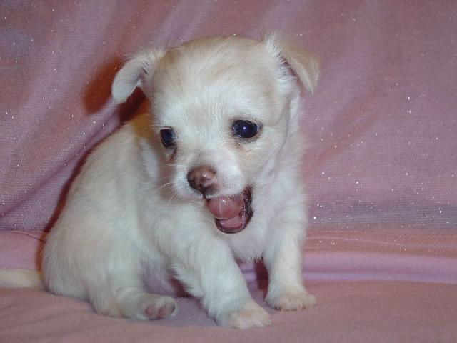 Foto: �ivava-Na�e �ivav� mim�a slav� m�s�c �ivota. (fido.fido@email.cz)