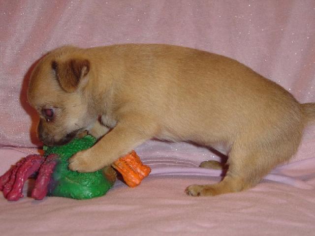 Foto: �ivava-Na�e �ivav� mim�a slav� m�s�c �ivota. (fido.fido@email.cz)