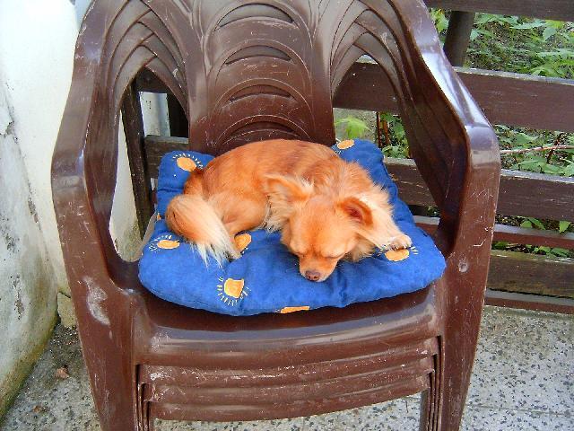 Foto: �ivava-Mikynka. Majitelka: Majinka