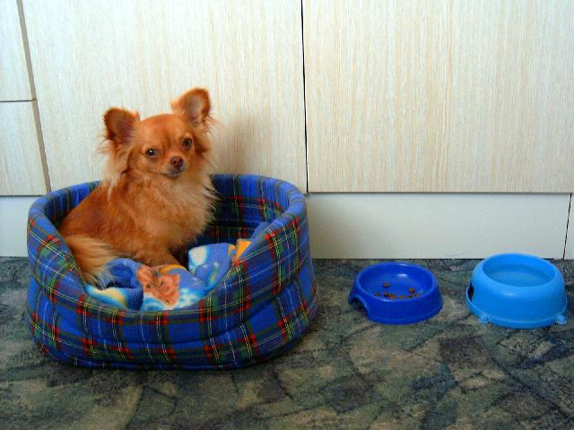 Foto: �ivava-Mikynka. Majitelka: Majinka