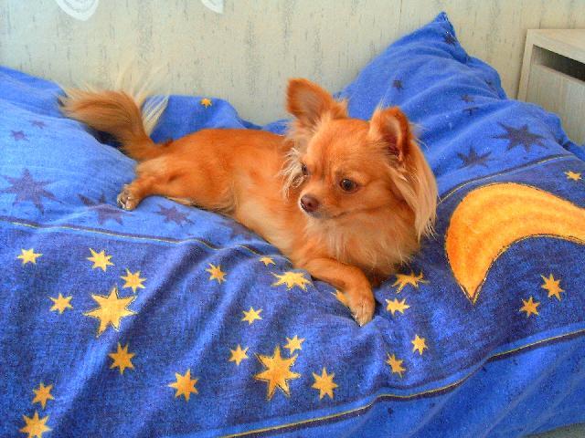 Foto: �ivava-Mikynka. Majitelka: Majinka