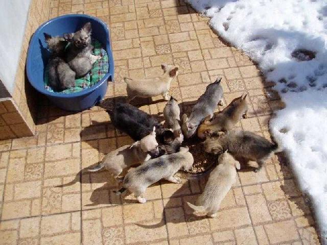 Foto: �ivava-�IVAVY. Majitelka: Horalka