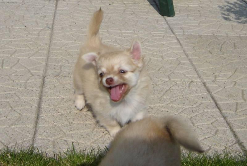 Foto: �ivava-Chovatelka: Korman�kov�