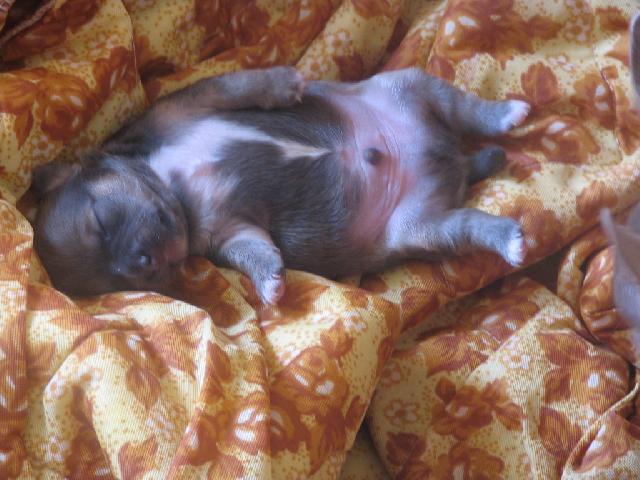 Fotky: �ivava (foto, obrazky)