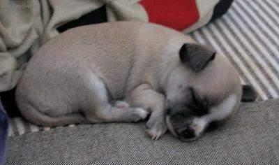 Foto: �ivava-Chovatelka: Monika P