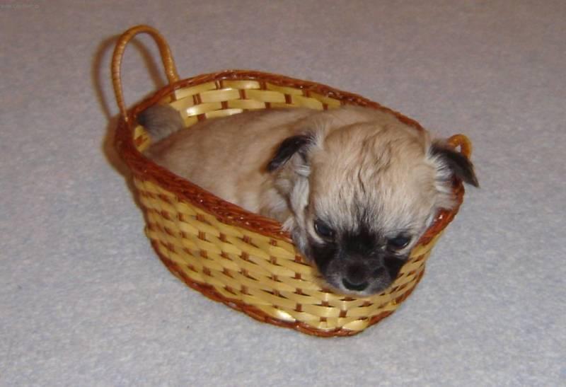 Foto: �ivava-Chovatelka: Korman�kov�