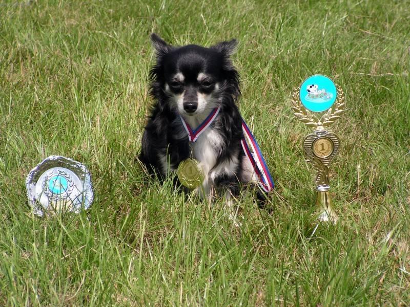Foto: �ivava-�ivava a agility. Majitelka: Irena