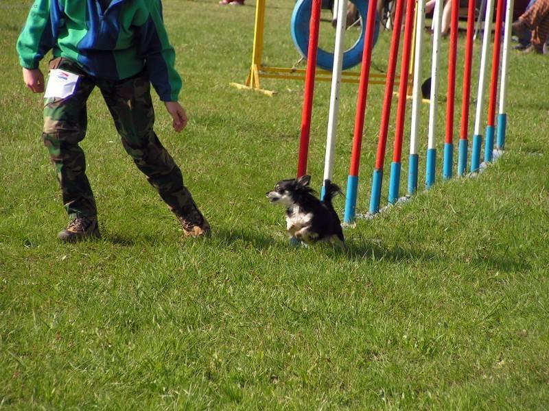 Foto: �ivava-�ivava a agility. Majitelka: Irena