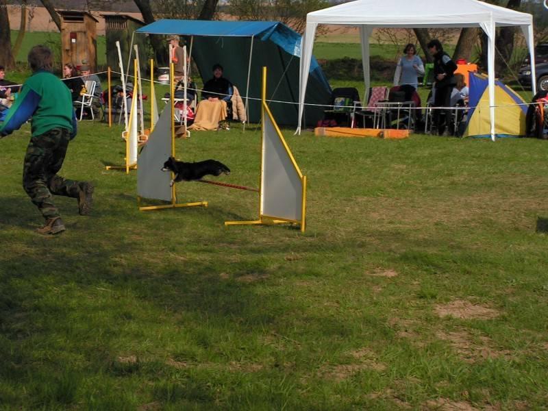 Foto: �ivava-�ivava a agility. Majitelka: Irena