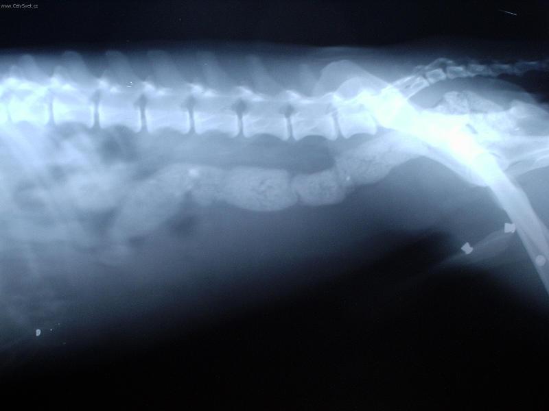 Fotky: Ciz� t�lesa v za��vac�m traktu a kostn� trus. (foto, obrazky)