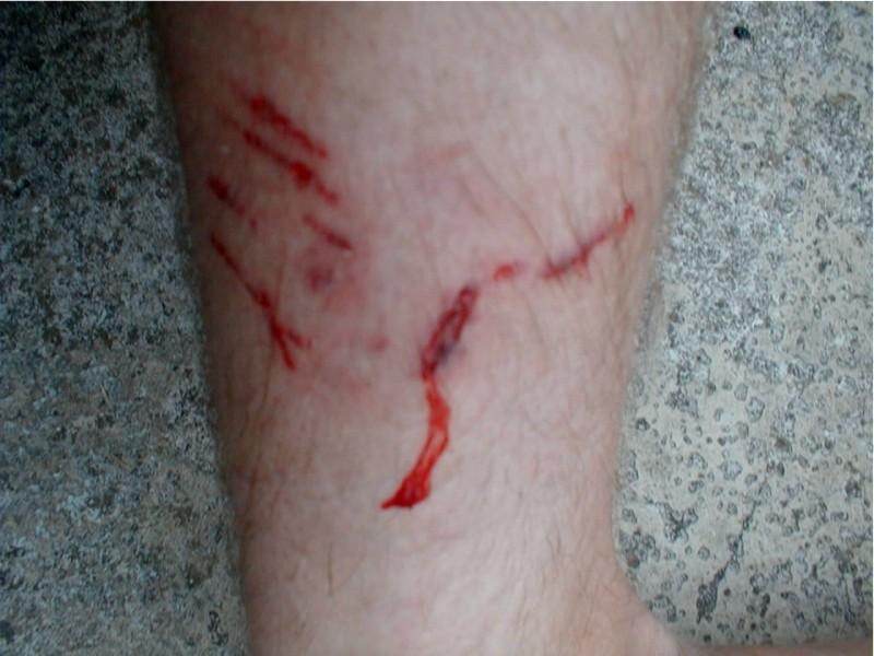 Fotky: Co d�lat, kdy� pes nebo jin� zv��e poran� (foto, obrazky)