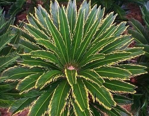 Foto: Cykas japonsk�