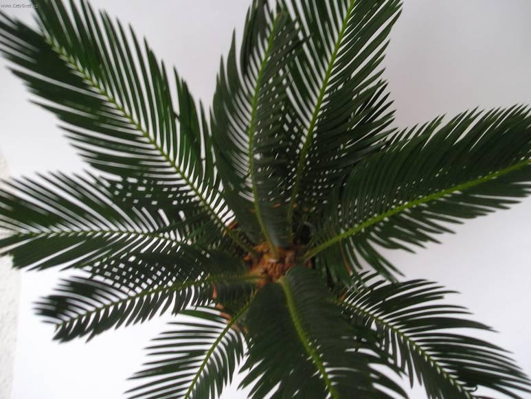 Foto: Cykas japonsk�-Z vlastn� sb�rky