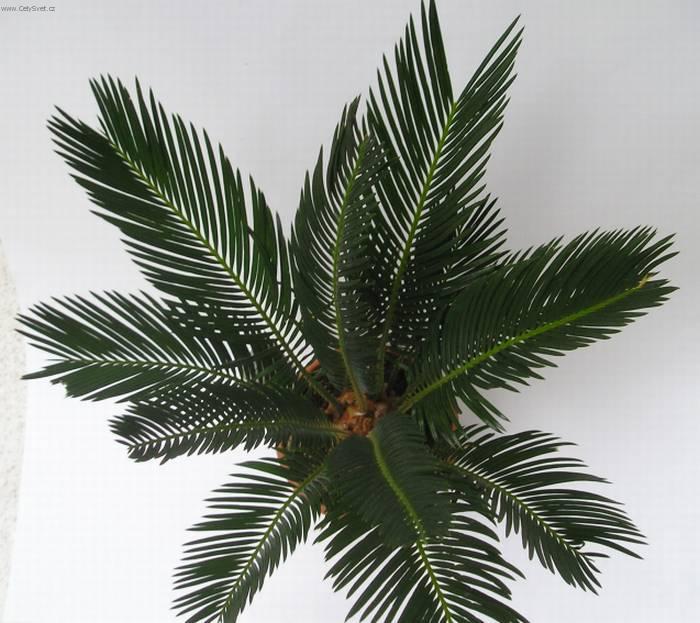 Fotky: Cykas japonsk� (foto, obrazky)