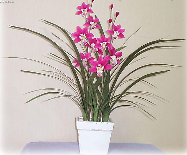Foto: Cymbidium