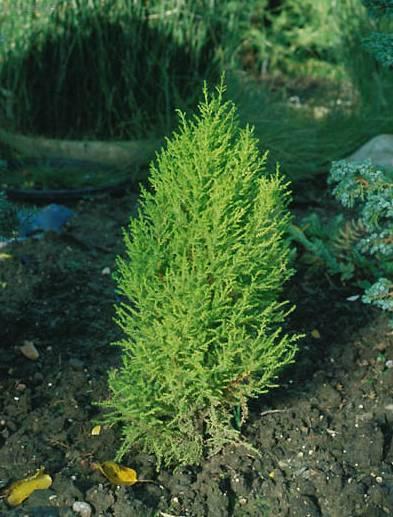 Fotky: Cyp�i� velkoplod� (foto, obrazky)