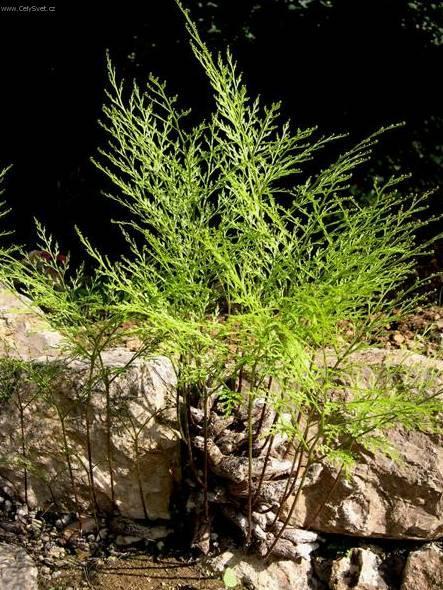 Foto: Davallie kan�rsk�