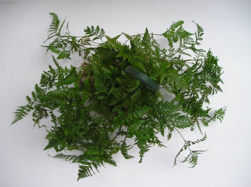 Foto: Davallie kan�rsk�-Z vlastn� sb�rky