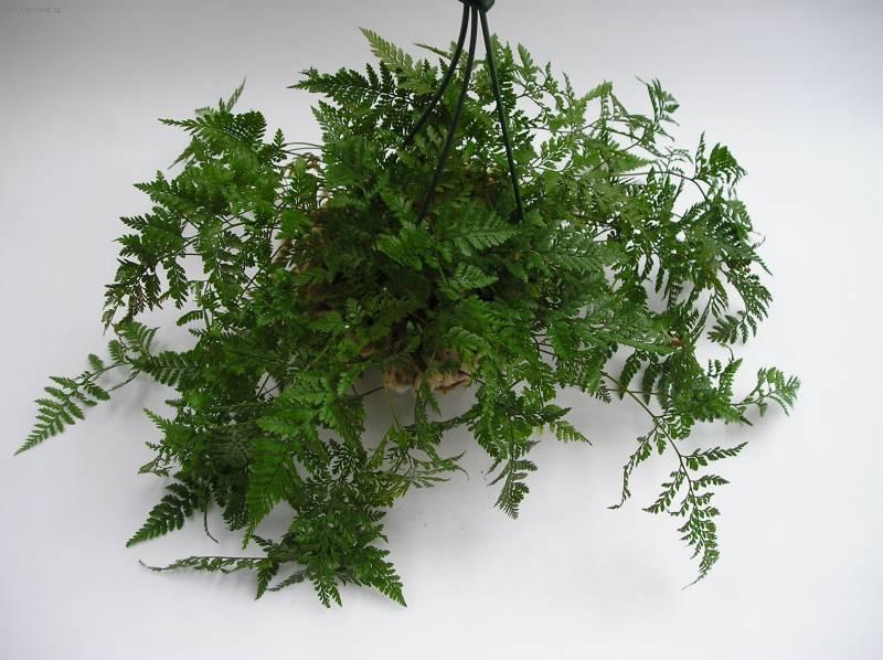 Fotky: Davallie kan�rsk� (foto, obrazky)