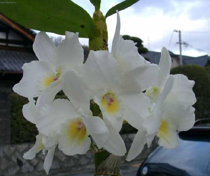 Foto: Dendrobium
