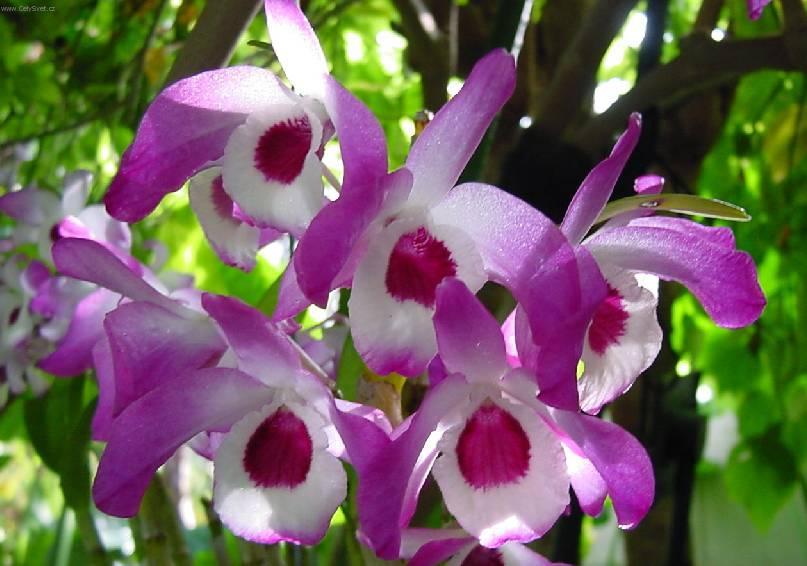 Foto: Dendrobium