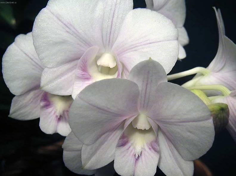 Foto: Dendrobium