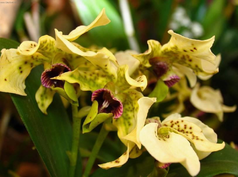 Foto: Dendrobium