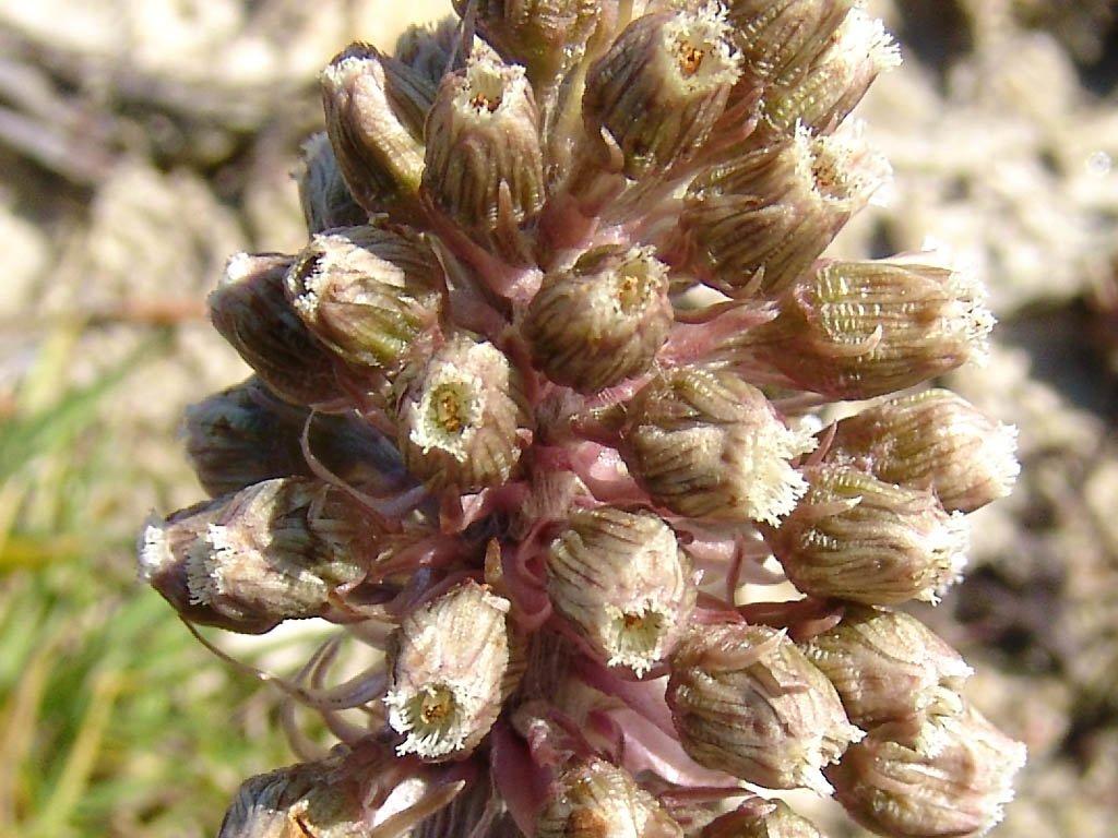 Fotky: Dev�tsil L�ka�sk� (foto, obrazky)