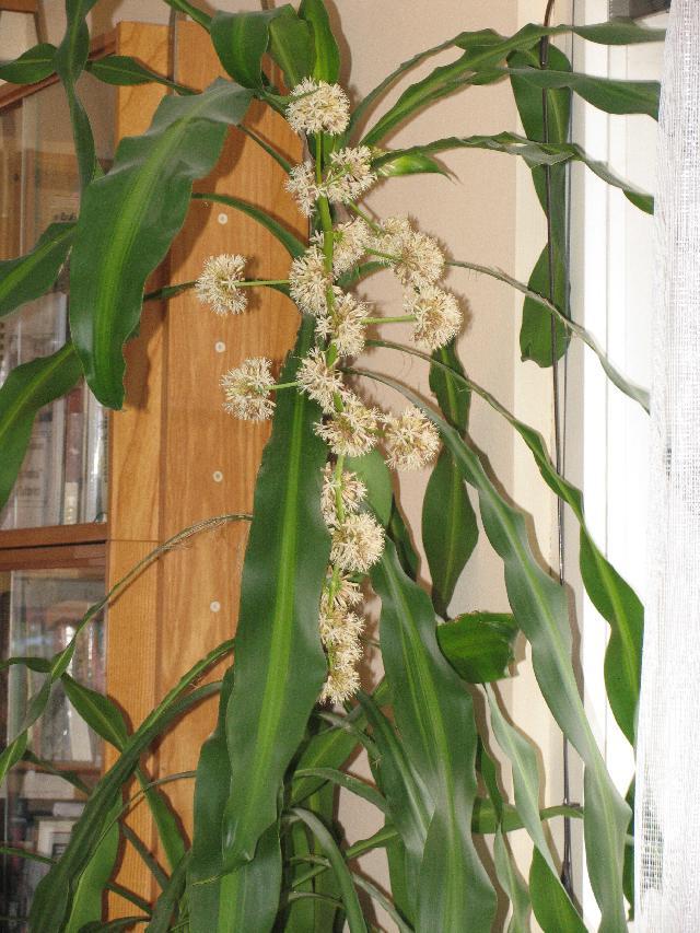 Foto: Dra�inec, drac�na-Dracena nejen kvete v byte, ale i veeelmi intenzivne voni. stari: 9 - 10 velikost: 2m kvete mi po peti letech (po druhe). Pestitel: liba_v@email.cz