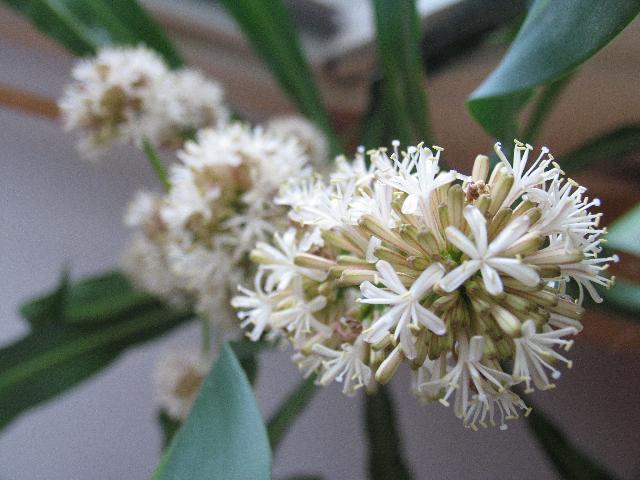 Foto: Dra�inec, drac�na-Dracena nejen kvete v byte, ale i veeelmi intenzivne voni. stari: 9 - 10 velikost: 2m kvete mi po peti letech (po druhe). Pestitel: liba_v@email.cz