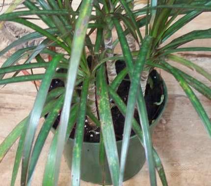 Foto: Dra�inec, drac�na-Z vlastn� sb�rky