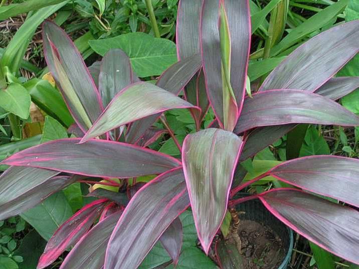 Foto: Dra�inka, kordyline