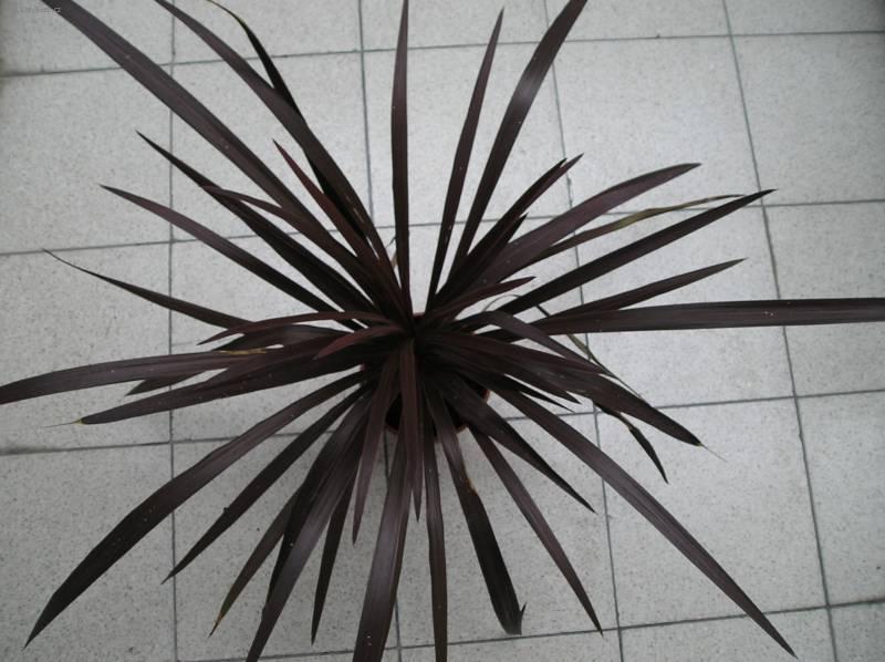 Foto: Dra�inka, kordyline-Z vlastn� sb�rky