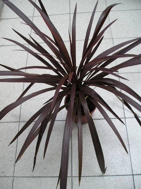 Foto: Dra�inka, kordyline-Z vlastn� sb�rky