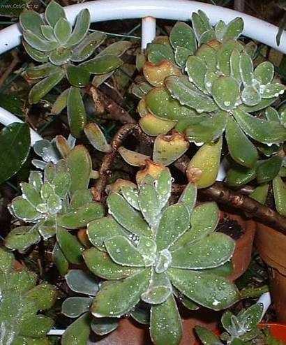 Fotky: Echev�rie, du�natka (foto, obrazky)