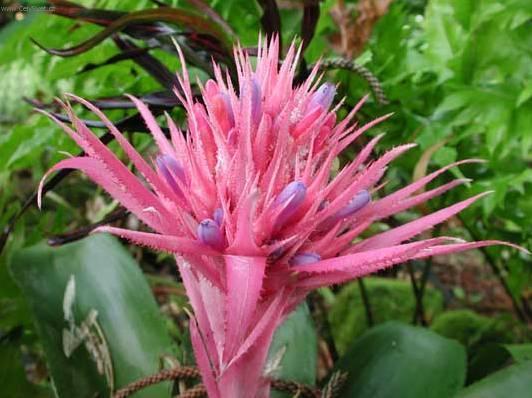 Foto: �chmea