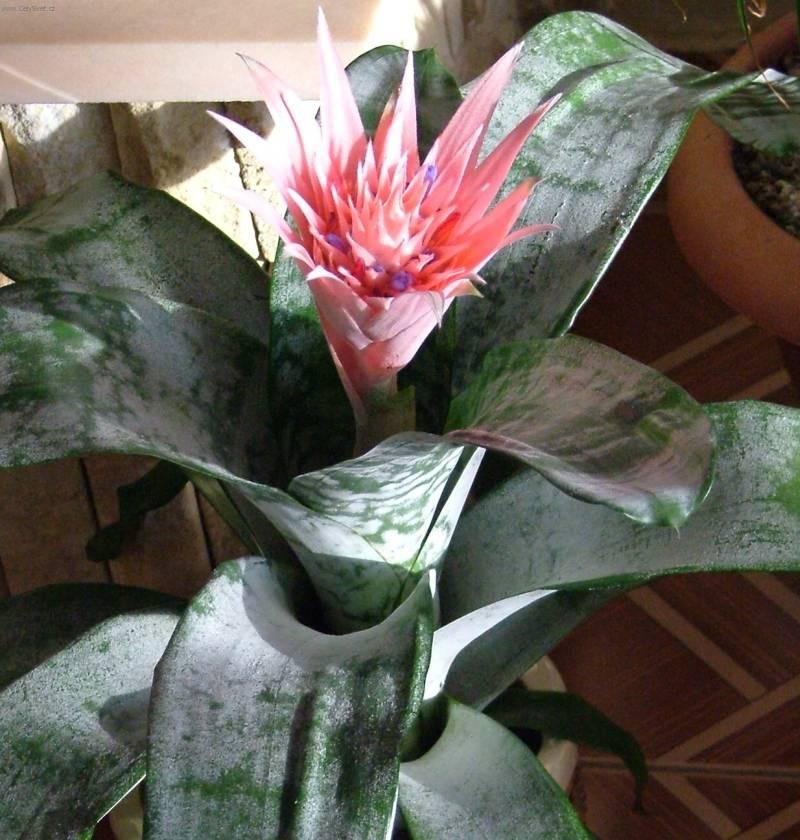 Fotky: �chmea (foto, obrazky)